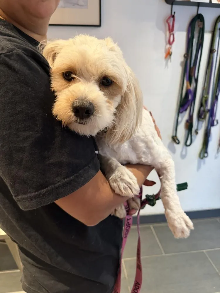 A baby small-sized male White / Cream Poodle dog named Winsley for adoption in Manhattan, NY