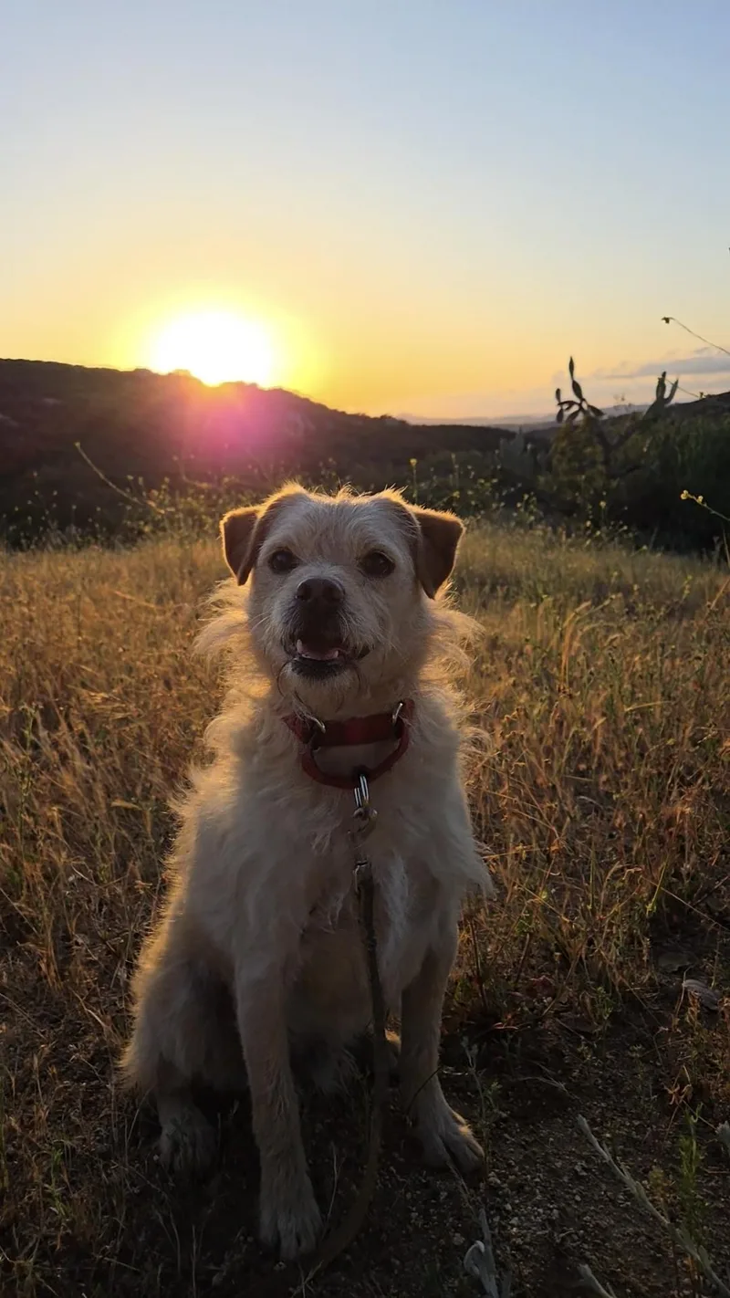 An adult small-sized male Apricot / Beige Cairn Terrier dog named Frazer for adoption in Lake Elsinore, CA