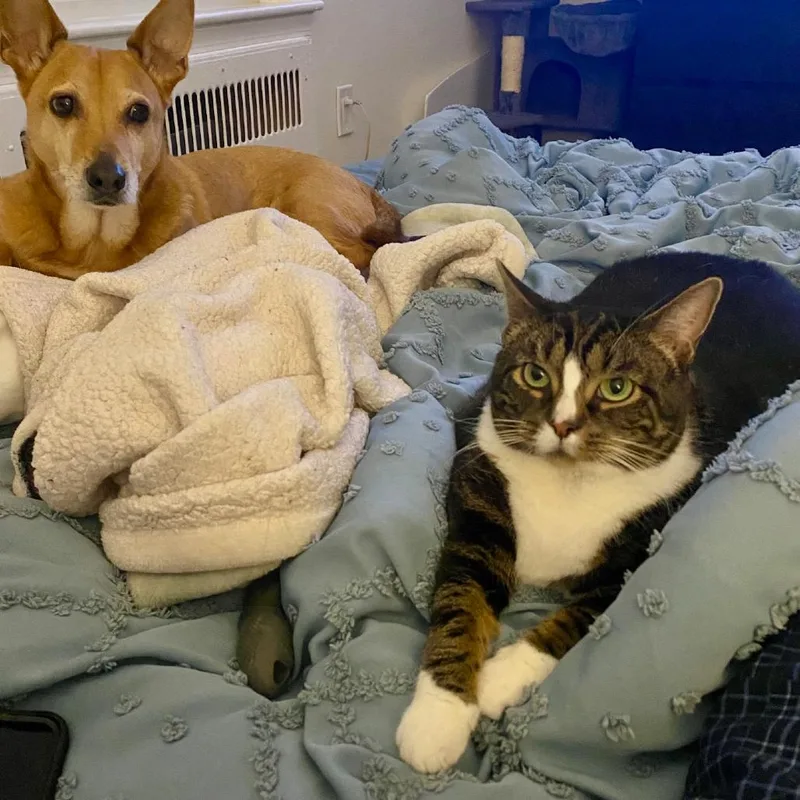 A senior extra large-sized female Gray / Blue / Silver Domestic Short Hair cat named Angel for adoption in Washington, DC