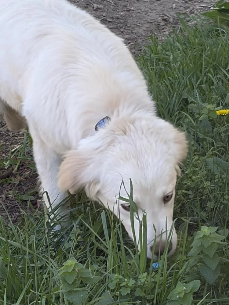 A young medium-sized male Australian Shepherd dog named Fozzie for adoption in Louisa, VA