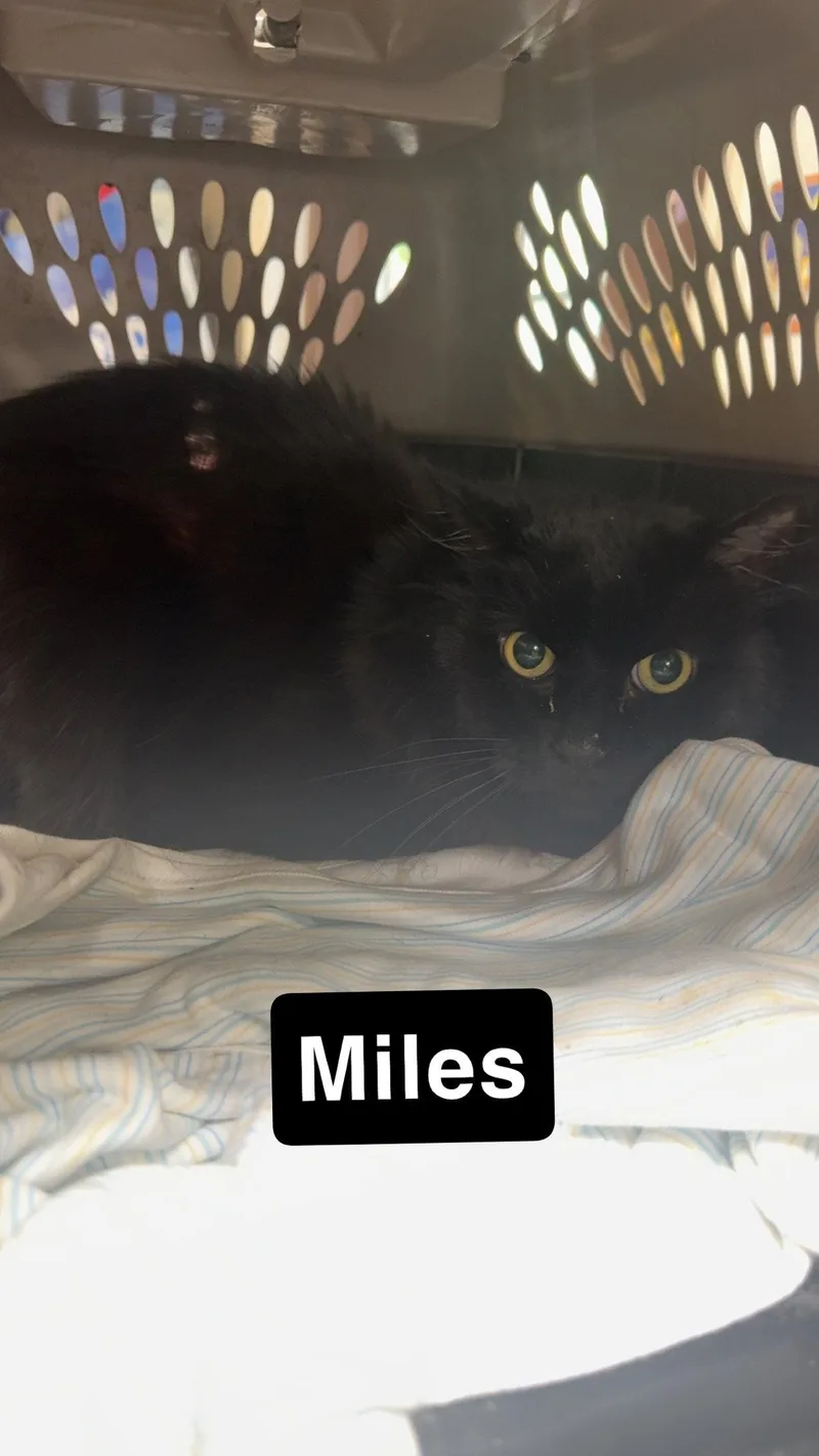 A senior small-sized male Black Domestic Short Hair cat named Miles for adoption in Coralville, IA
