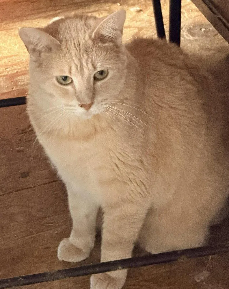 An adult large-sized female Domestic Short Hair cat named Buffy for adoption in O'Fallon, MO