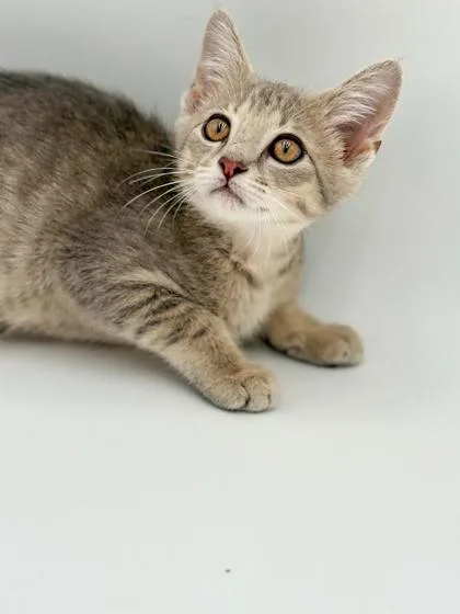A baby small-sized male Domestic Short Hair cat named Austin for adoption in Bowling Green, KY
