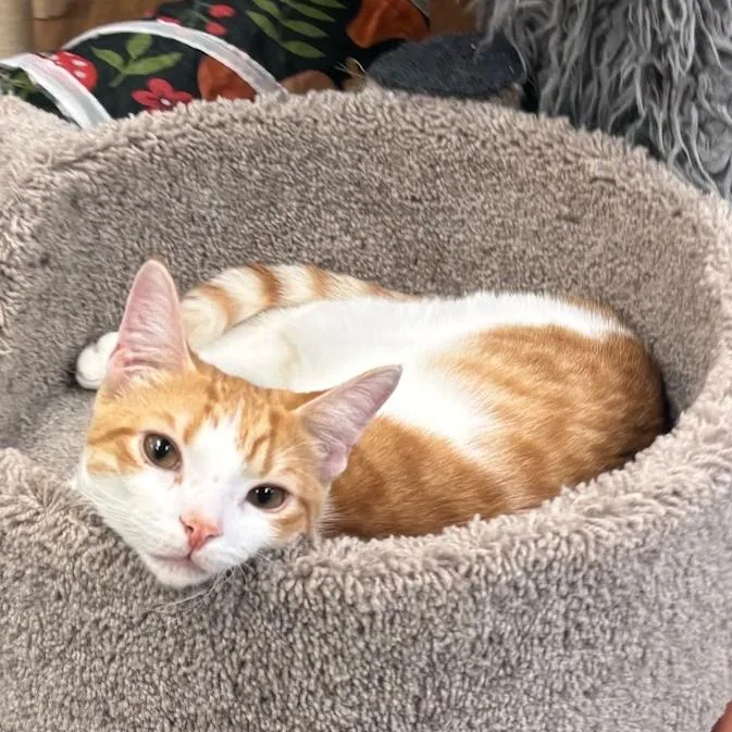 A young small-sized male Orange / Red Domestic Short Hair cat named Chandler for adoption in Kennett Square, PA