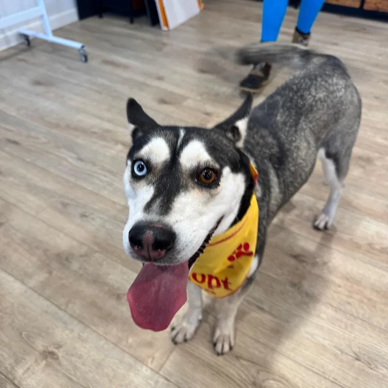 An adult medium-sized female Black Husky dog named Louise for adoption in Indiantown, FL