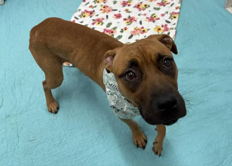 A young medium-sized female Boxer dog named Grande for adoption in Detroit, MI