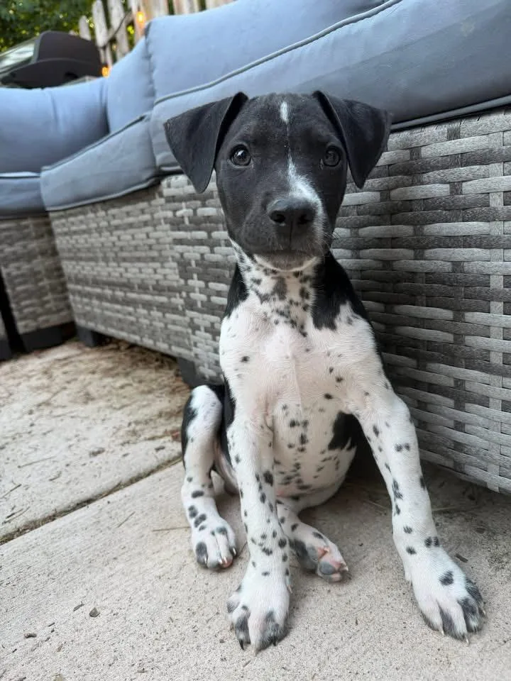A baby large-sized male American Staffordshire Terrier dog named Maverick for adoption in Berlin, NJ