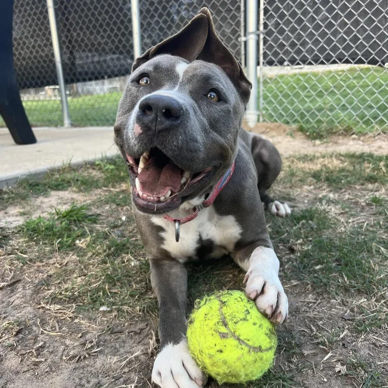 A young large-sized male Gray / Blue / Silver Pit Bull Terrier dog named Hondo for adoption in Spring, TX