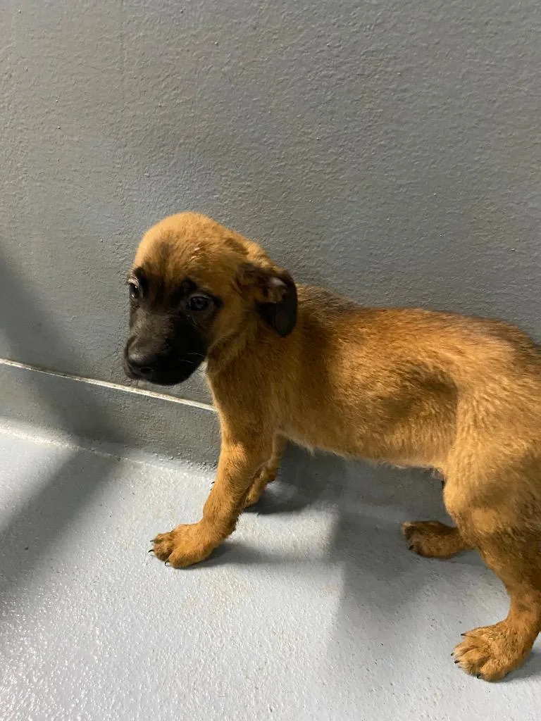 A baby large-sized male Mixed Breed dog named Jonah for adoption in Cartersville , GA