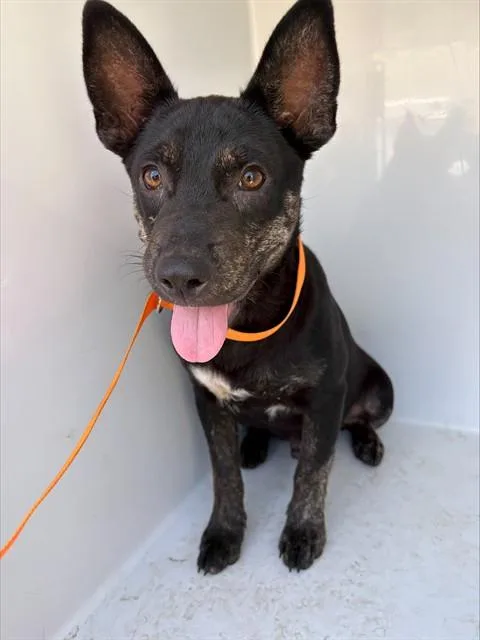 A young medium-sized male Australian Cattle Dog / Blue Heeler dog named John Steinbark for adoption in Augusta, GA