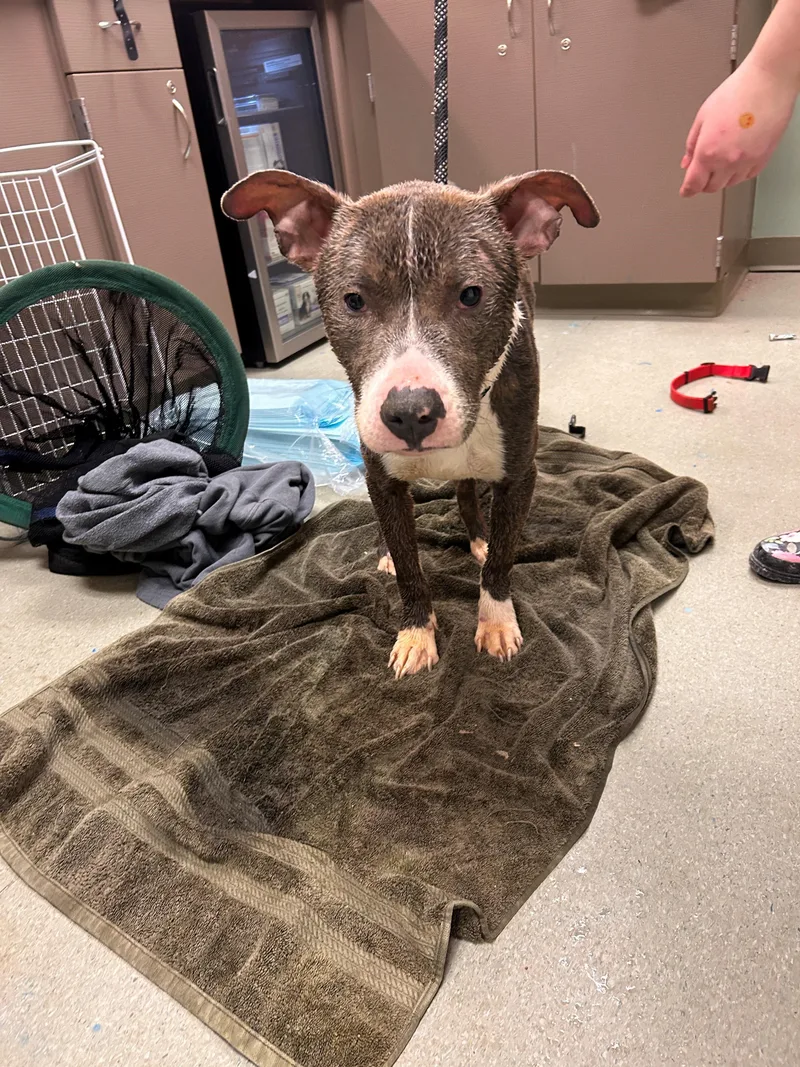 An adult medium-sized male Pit Bull Terrier dog named "murphy" for adoption in Leavenworth, KS