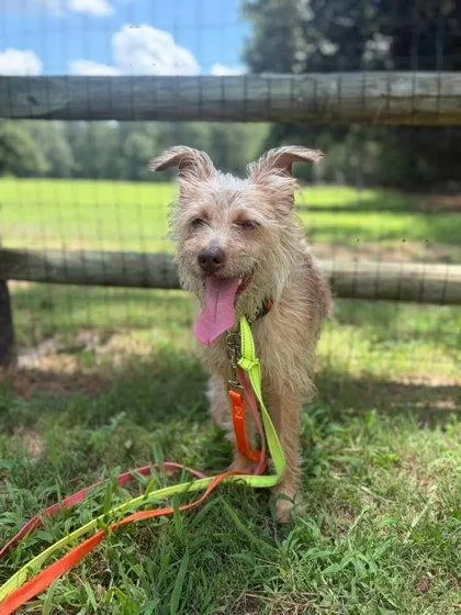 An adult medium-sized female Terrier dog named Wren for adoption in Southern Pines, NC