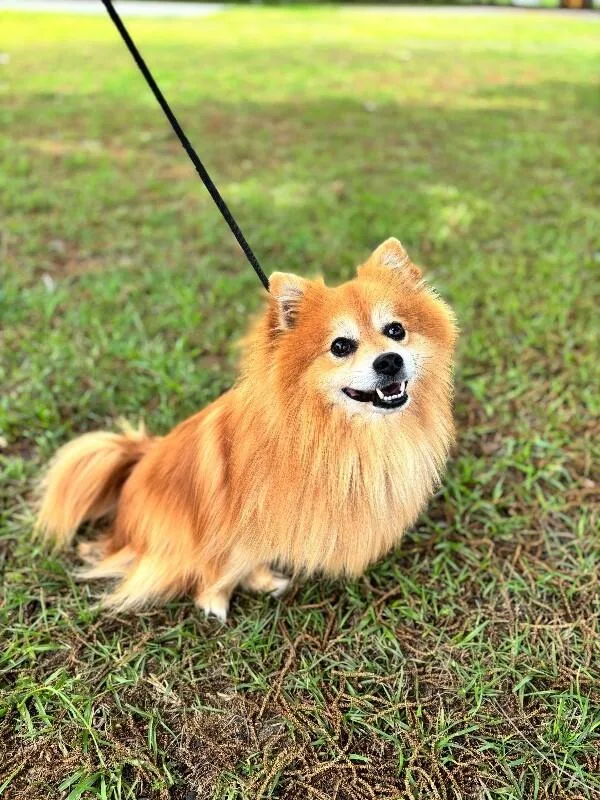 An adult small-sized male Golden Pomeranian dog named Louie for adoption in Aiken, SC