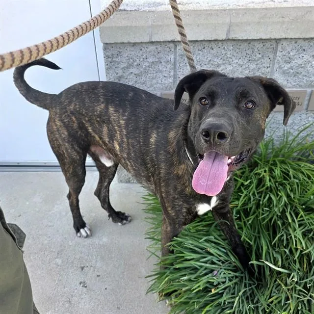 A young large-sized male Labrador Retriever dog named Three for adoption in Long Beach, CA