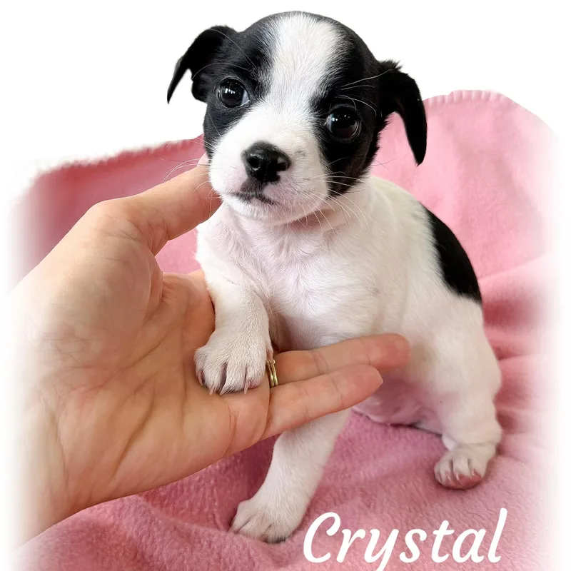 A baby small-sized female Black Terrier dog named Crystal for adoption in Tulsa, OK