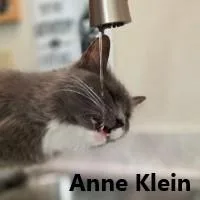 An adult medium-sized female Gray & White Domestic Short Hair cat named Anne Klein for adoption in Olympia, WA