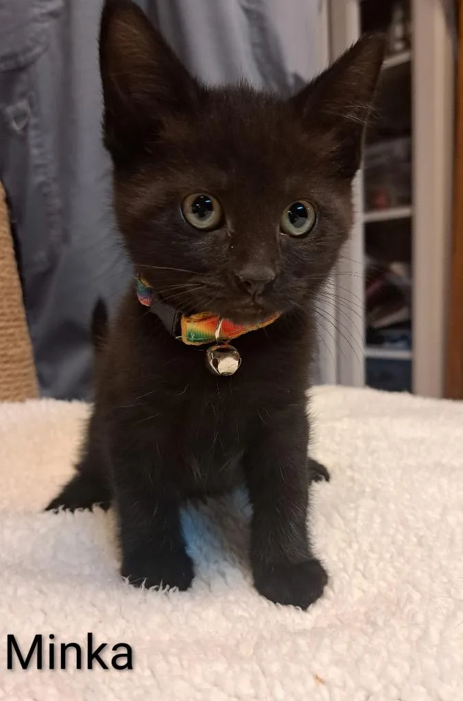 A baby medium-sized female Domestic Short Hair cat named Minka Mark for adoption in Parkville, MD