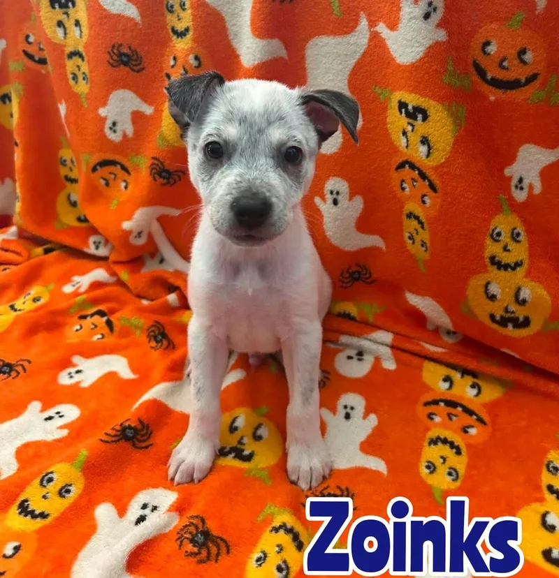 A baby large-sized male Australian Cattle Dog / Blue Heeler dog named Zoinks for adoption in New Baltimore, MI