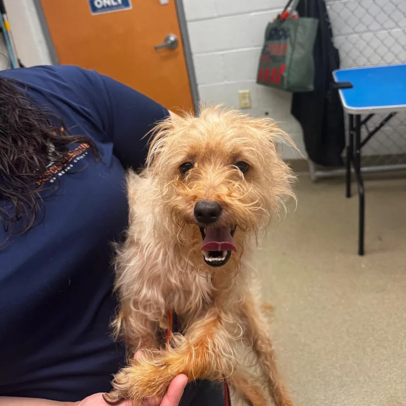 An adult small-sized male Yellow / Tan / Blond / Fawn Terrier dog named Brownie for adoption in Birdsboro, PA
