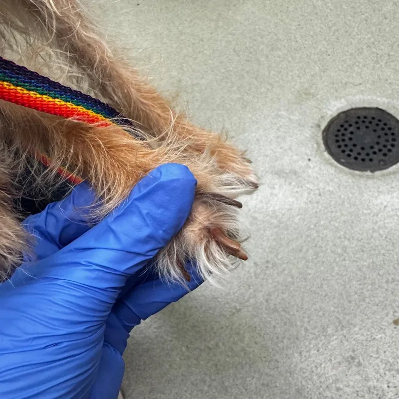 Brownie thumbnail 3