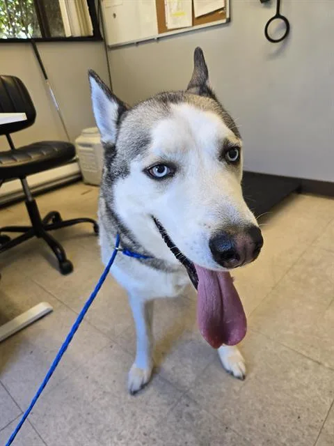 An adult large-sized male Siberian Husky dog named Polo for adoption in Kent, WA