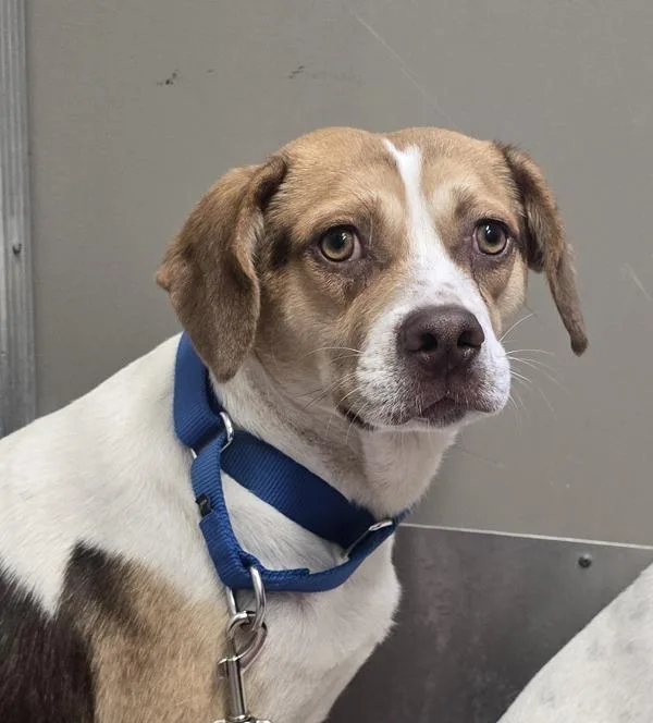 A young medium-sized male Beagle dog named Everything Beagle for adoption in El Cajon, CA
