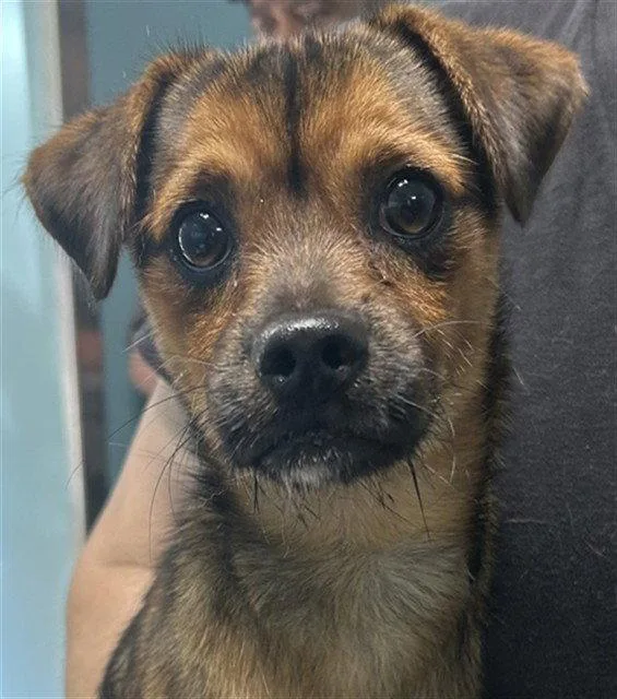 A baby medium-sized male Mixed Breed dog named York for adoption in Holbrook, NY