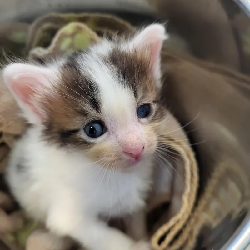 A baby small-sized male White Domestic Short Hair cat named Columbus for adoption in Las Vegas, NV