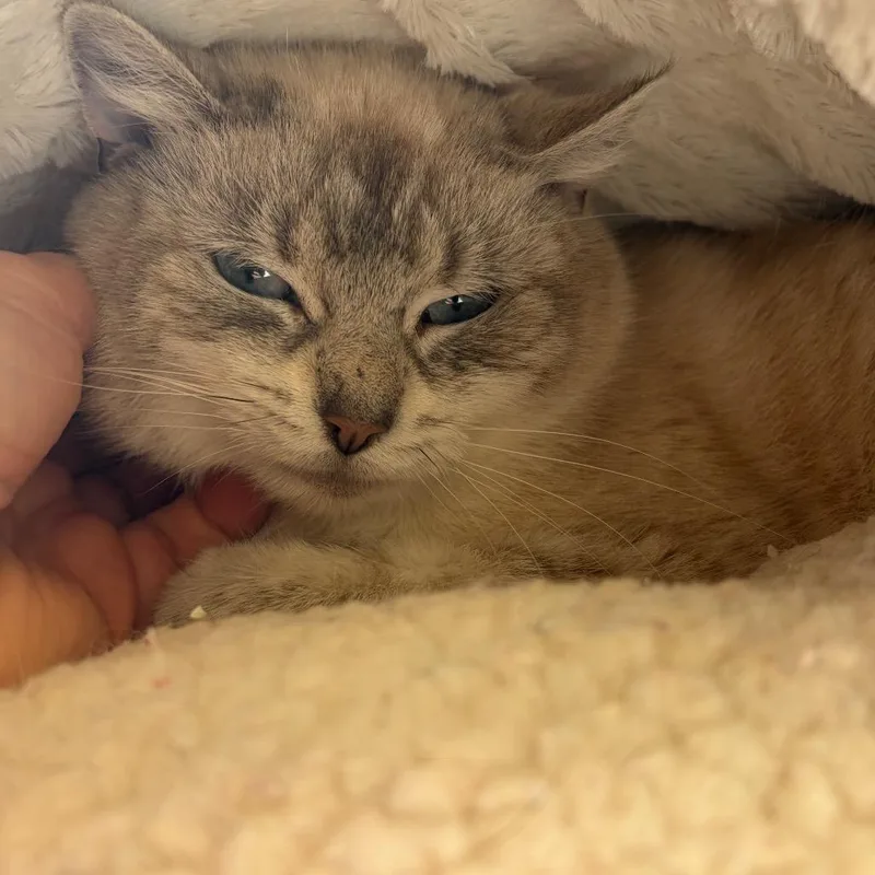 Emily Shy Cat thumbnail 2