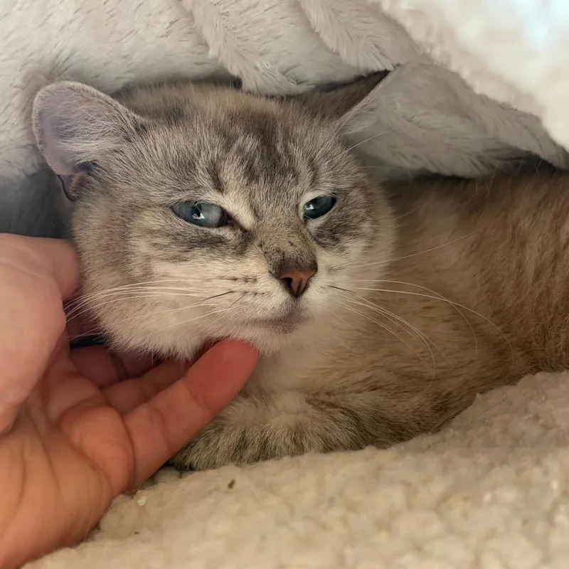 Emily Shy Cat thumbnail 3