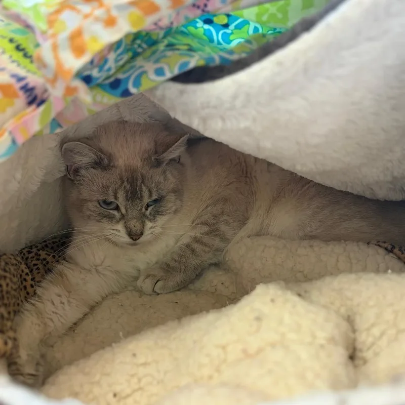 Emily Shy Cat thumbnail 4