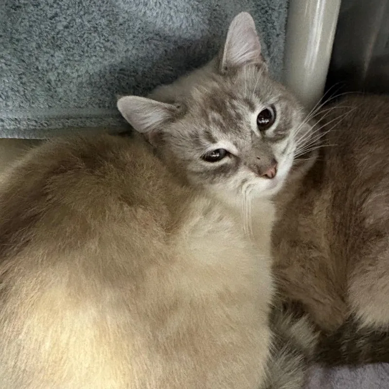 Emily Shy Cat thumbnail 5