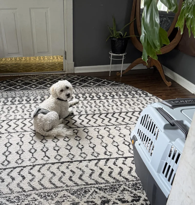 Odie thumbnail 2