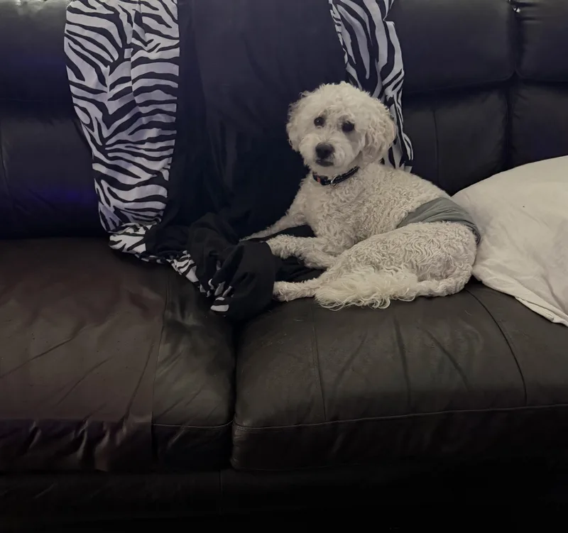 Odie thumbnail 5