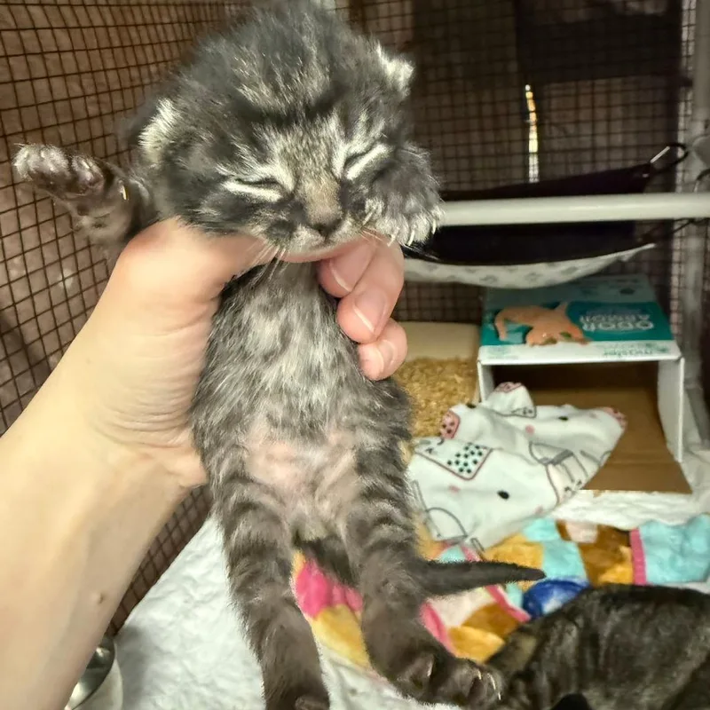 A baby small-sized male Torbie Domestic Short Hair cat named Dennis for adoption in Richmond, IN