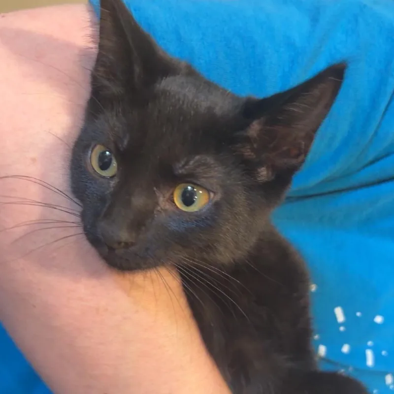 A baby small-sized female Black Domestic Short Hair cat named Ghoulie for adoption in Saint Charles, MO