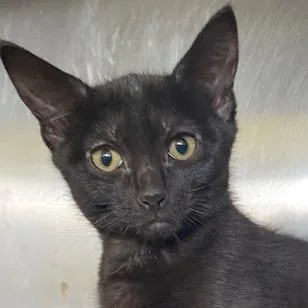 A baby small-sized female Black Domestic Short Hair cat named Tiger Shark for adoption in Dayton, OH