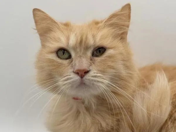 An adult small-sized female Domestic Medium Hair cat named Mary for adoption in Portland, OR