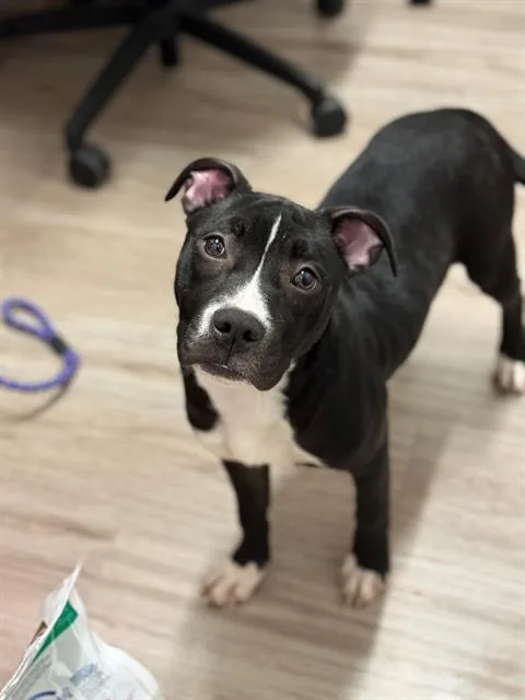 A young small-sized female Pit Bull Terrier dog named Willow for adoption in Baytown, TX