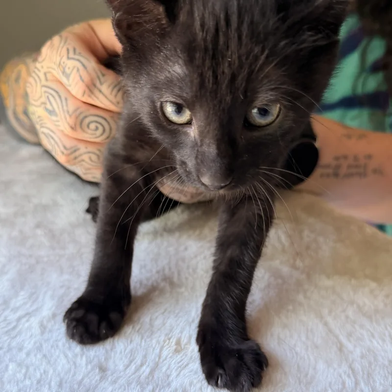 A baby medium-sized male Black Domestic Short Hair cat named Matcha for adoption in Scranton, PA