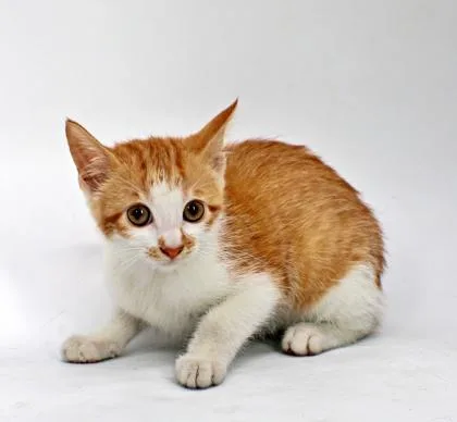 A baby small-sized female Domestic Short Hair cat named Strudel for adoption in Morton Grove, IL