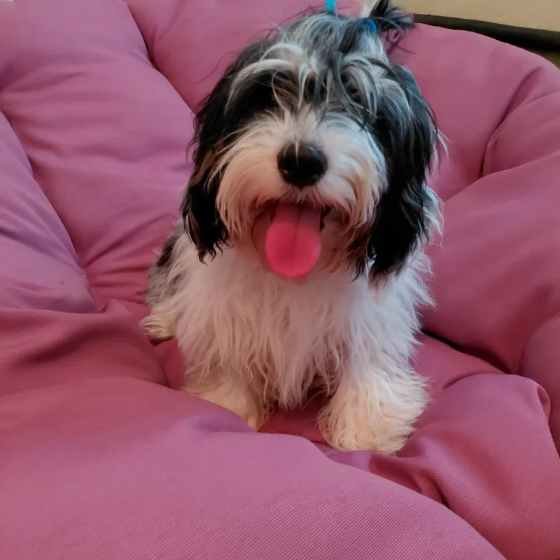 A baby small-sized male Black Cavapoo dog named Squiggly for adoption in Oakland, CA