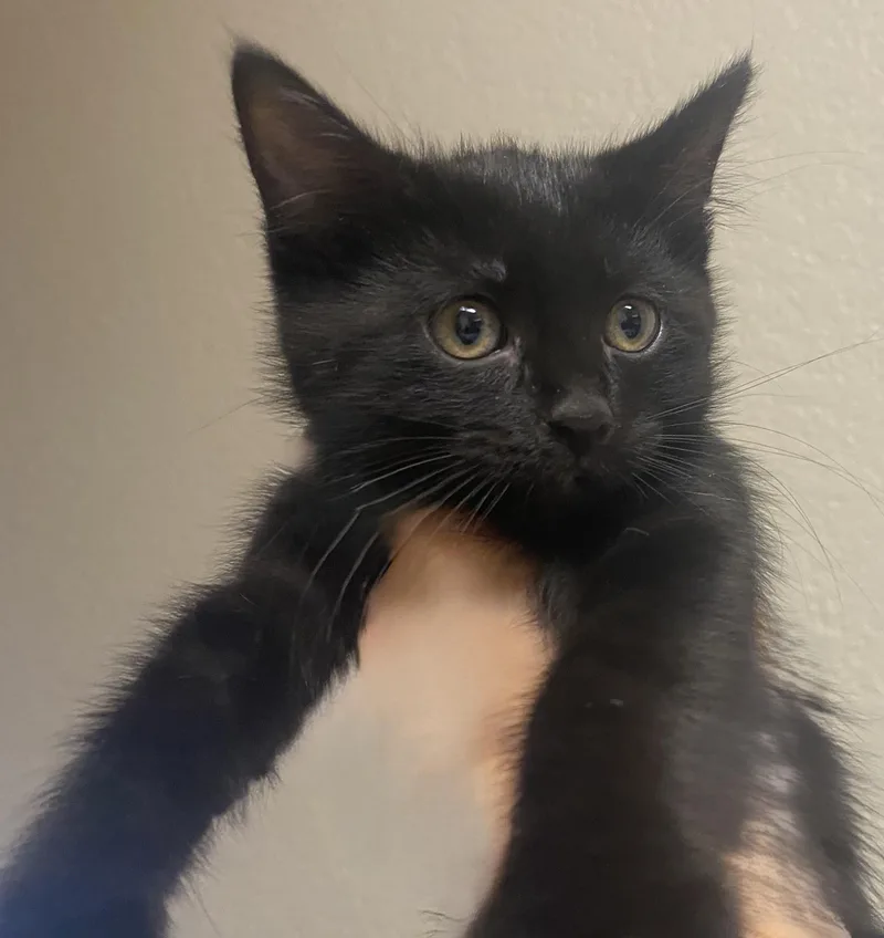 A baby medium-sized male Black Domestic Short Hair cat named Eclipse Your Very for adoption in Prescott, AZ