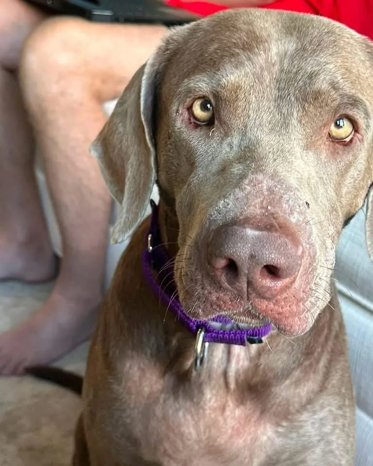 An adult large-sized female Weimaraner dog named Rue for adoption in Fayetteville, AR