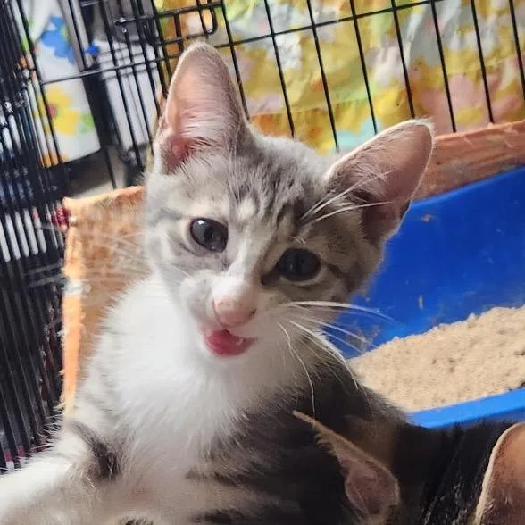 A young medium-sized female Gray / Blue / Silver Domestic Short Hair cat named Dove for adoption in Mount Laurel, NJ