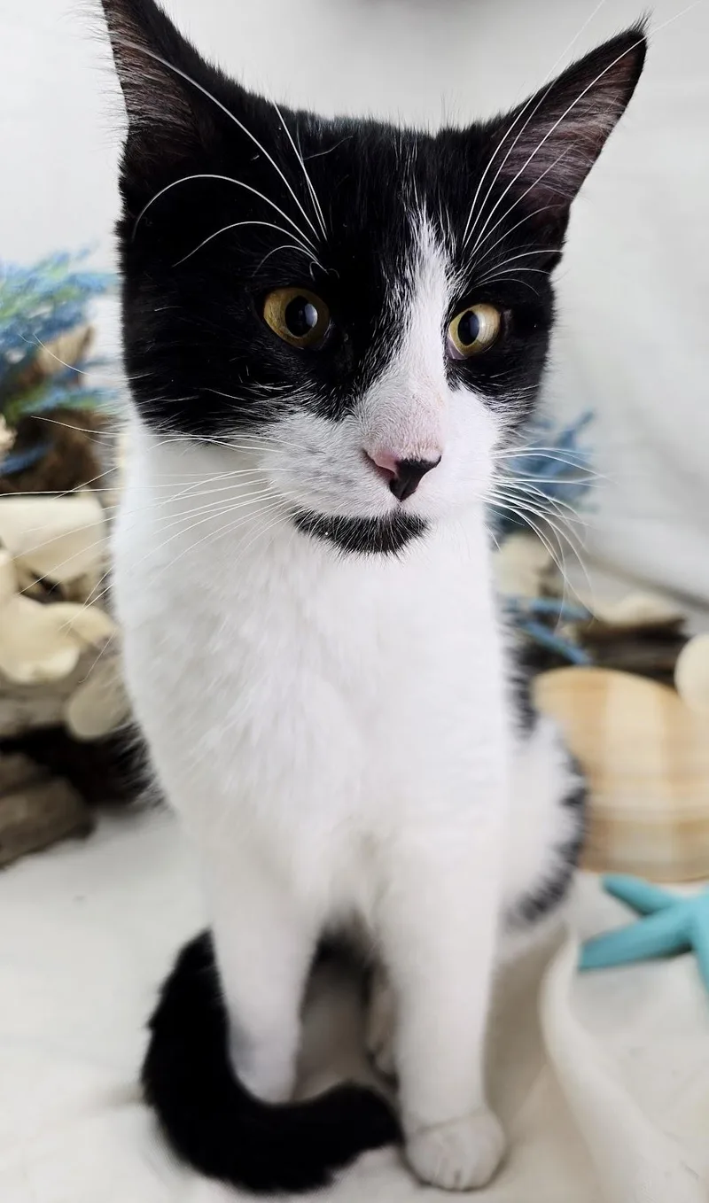 Stew  The  thumbnail 2