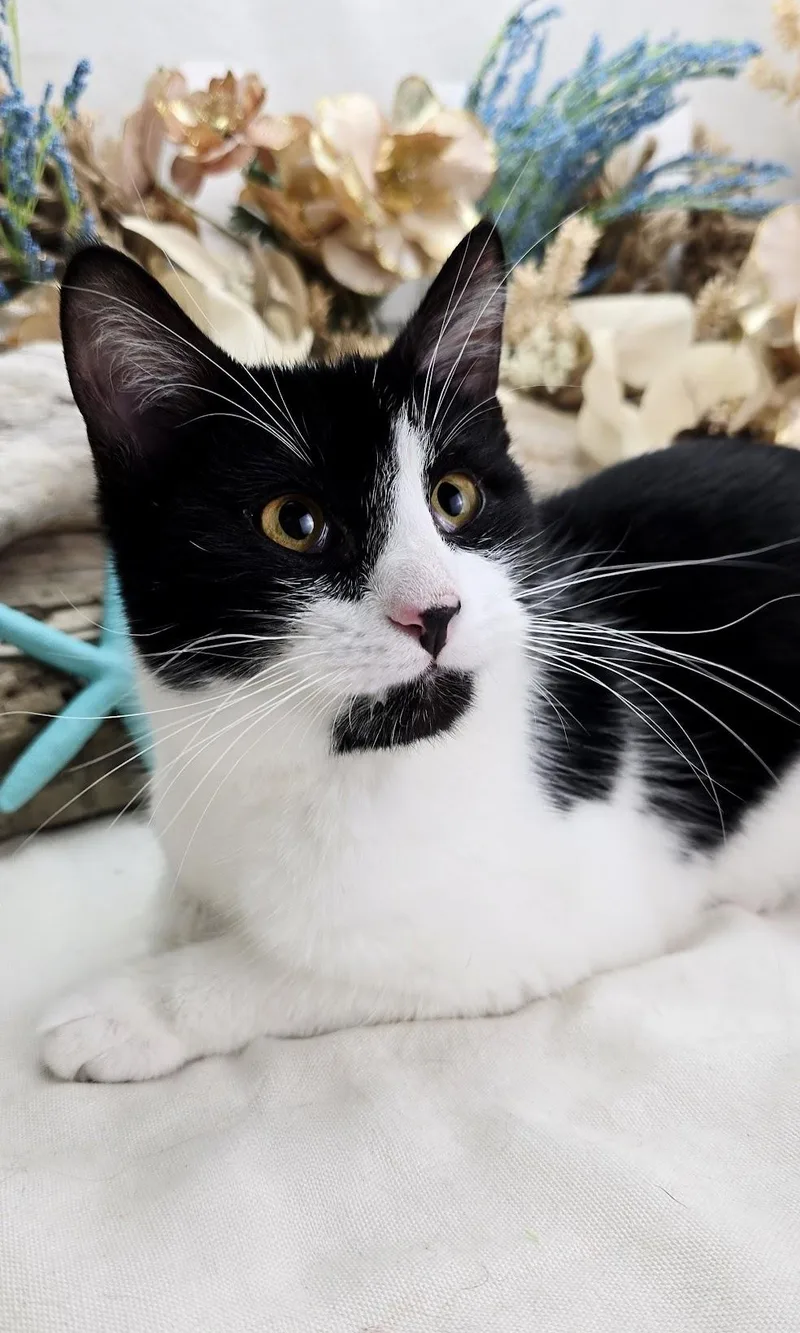 Stew  The  thumbnail 3