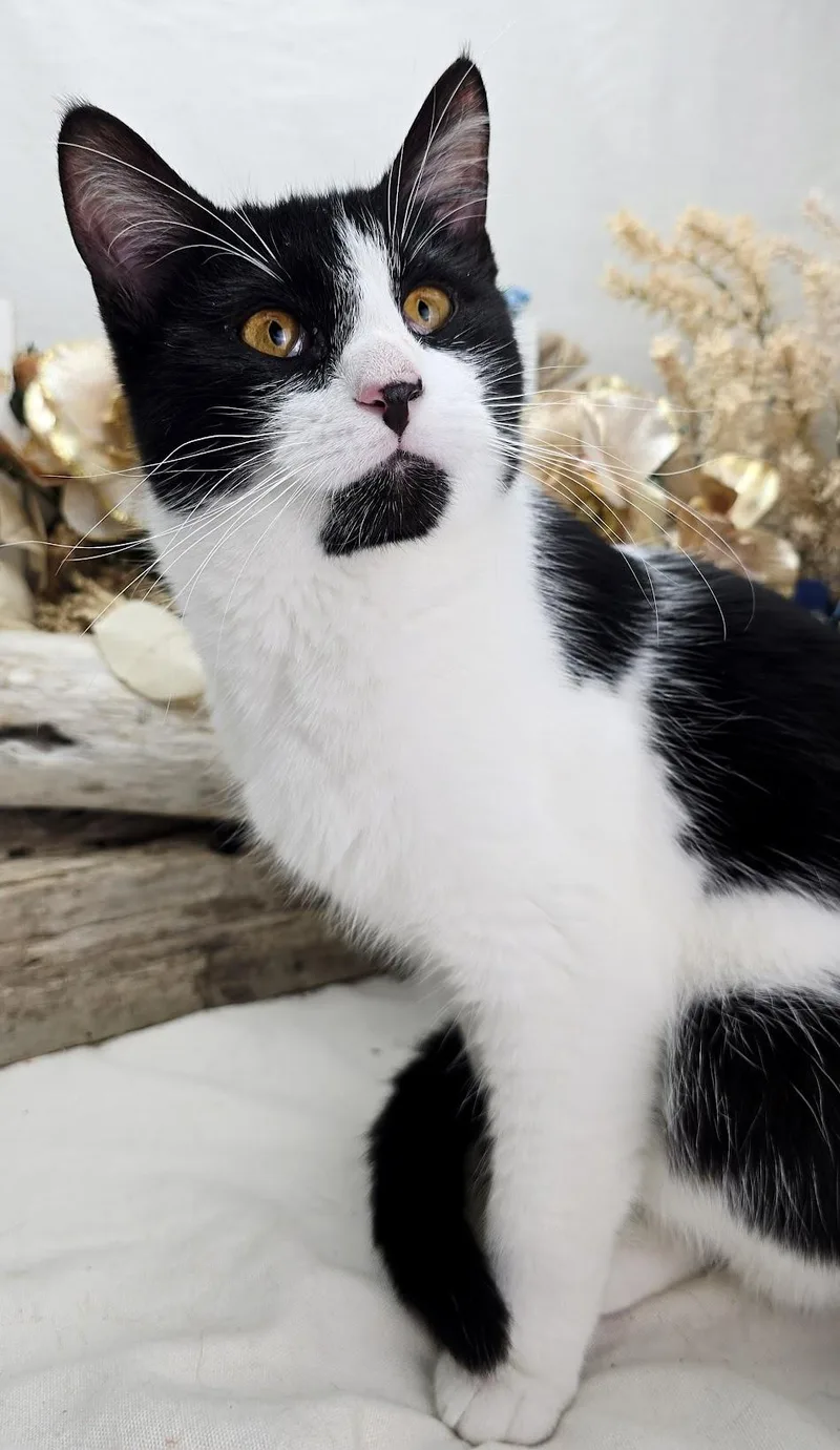 Stew  The  thumbnail 4