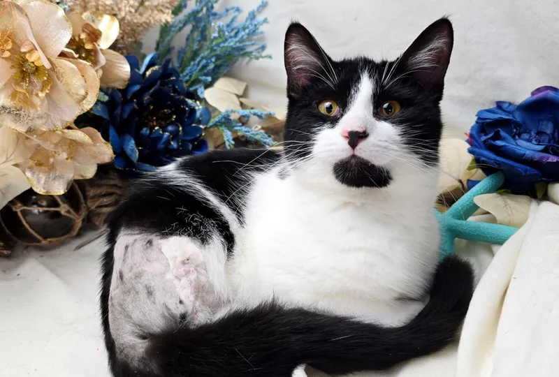 Stew  The  thumbnail 5