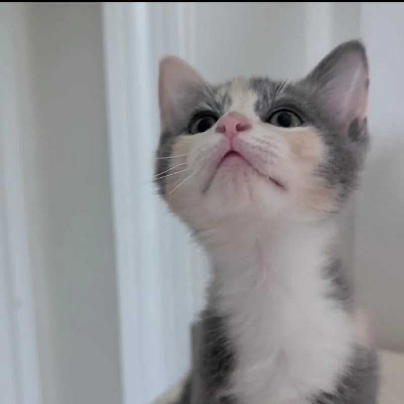 Strawberry thumbnail 2